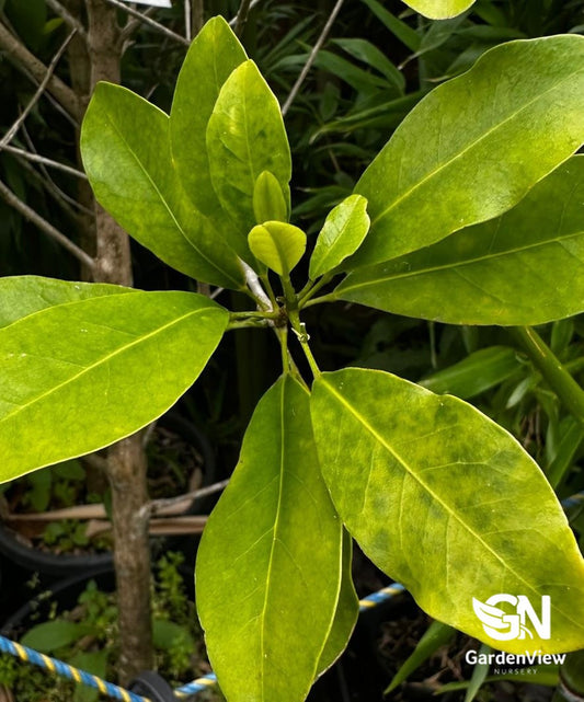 Acronychia Imperforata