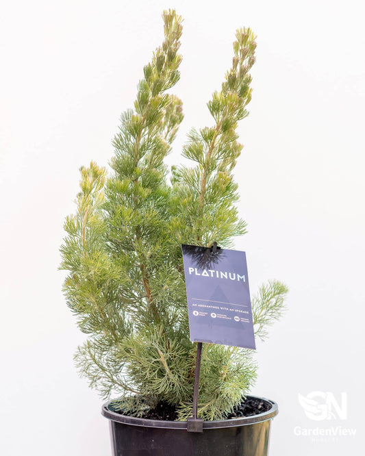 Adenanthos Sericea