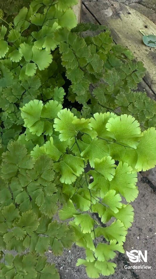 Adiantum Lady Moxham