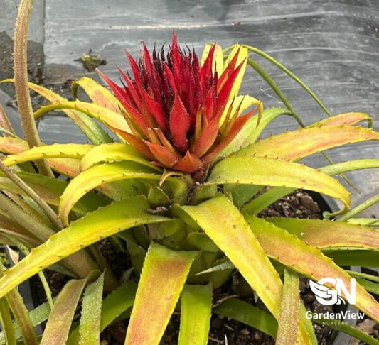 Aechmea Recurvata