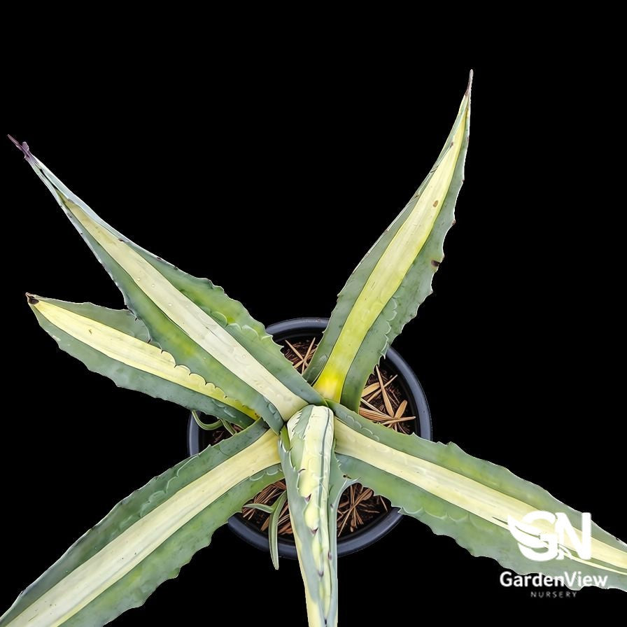 Agave Americana Mediopicta Alba with green leaves and white central stripes in black pot