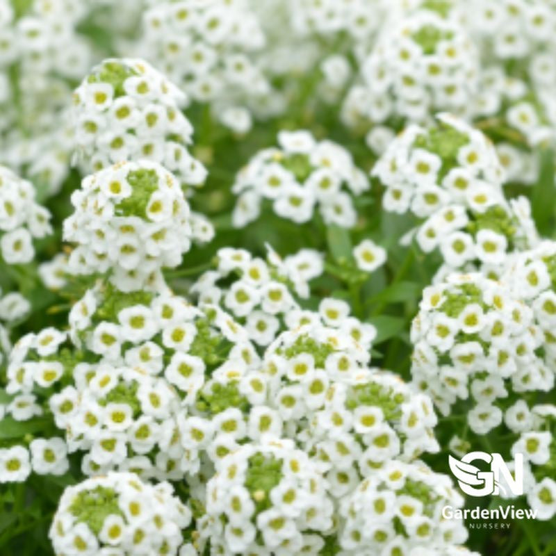 White Alyssum flowers in full bloom with green foliage clusters