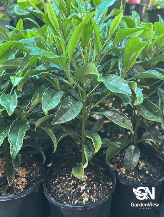 Ardisia Crispa