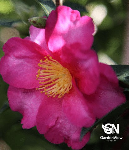 Camellia Sasanqua Hiryu