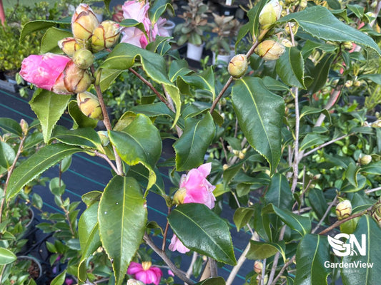 Camellia Sasanqua Hiryu with pink flowers and green foliage in nursery pot