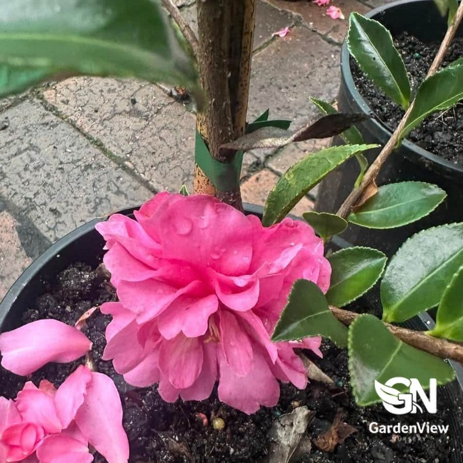 Camellia Sasanqua Marge Miller Standard with bright pink blooms in black pot