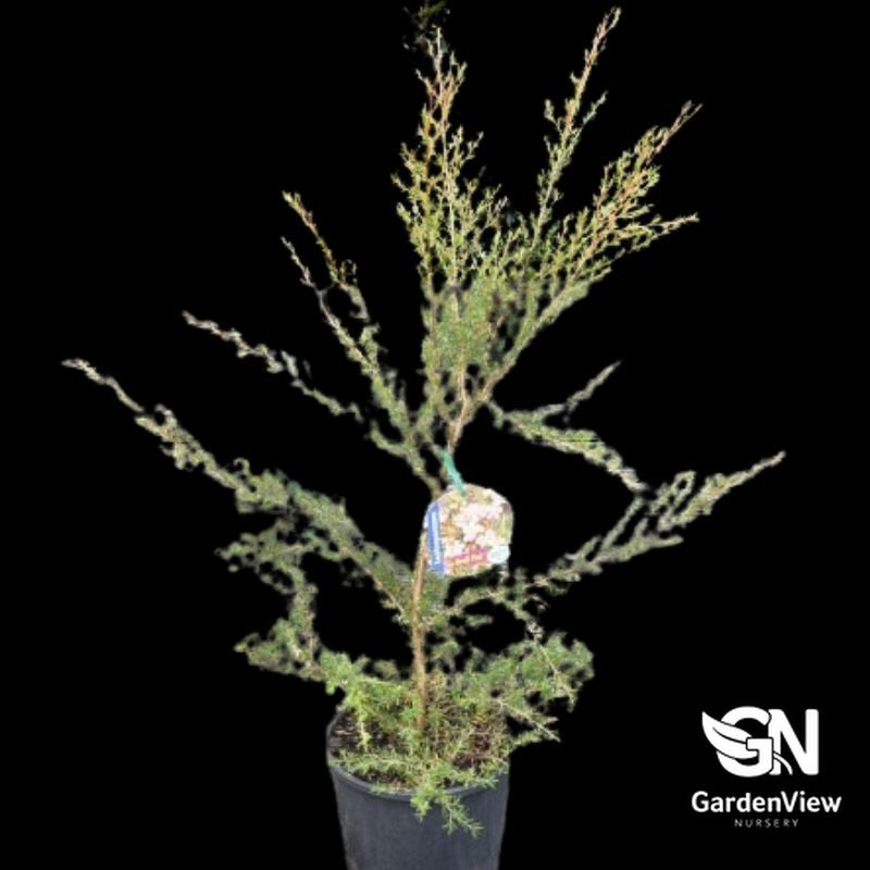 Cardwell Tea Tree in black pot with green feathery foliage and identification tag