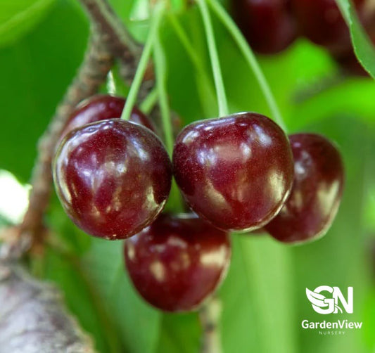 Cherry Lapins