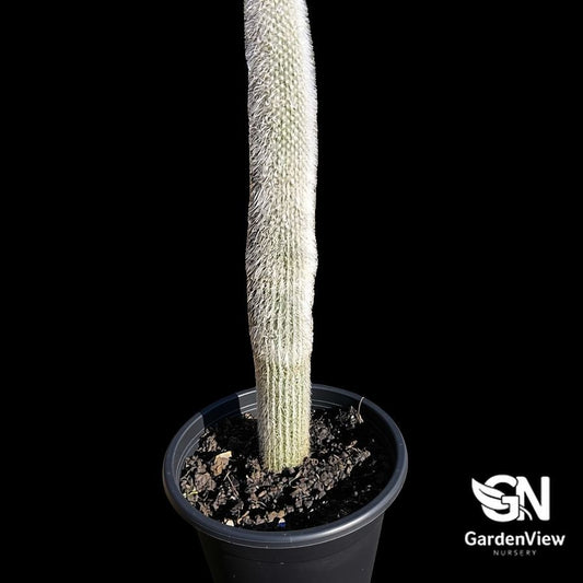 Cleistocactus Strausii Silver Torch cactus with white fuzzy spines in black pot