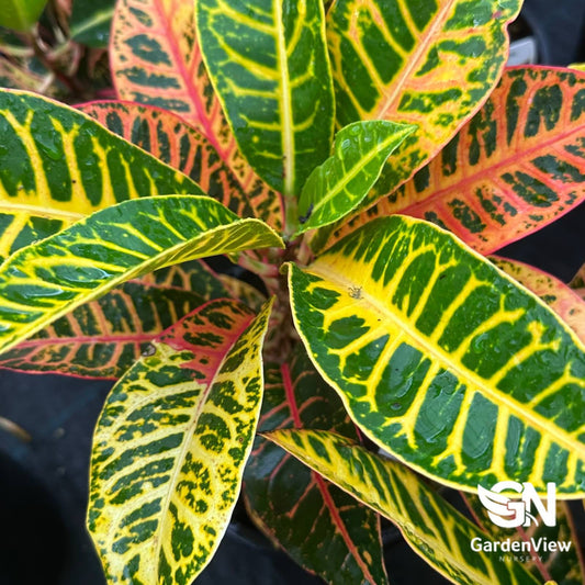 Codiaeum Croton - Garden View Nursery