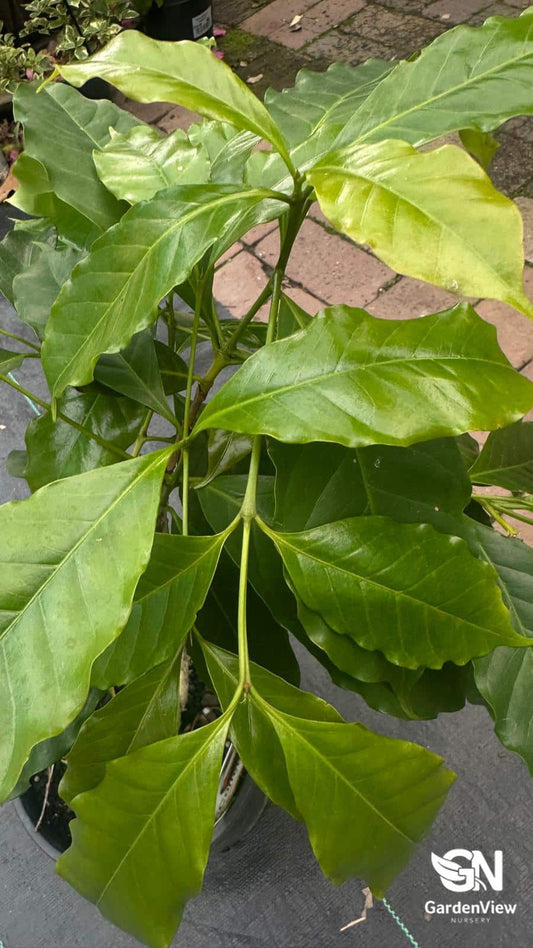 Coffea Arabica coffee plant with glossy green leaves and small white flowers in a terracotta pot on wooden surface