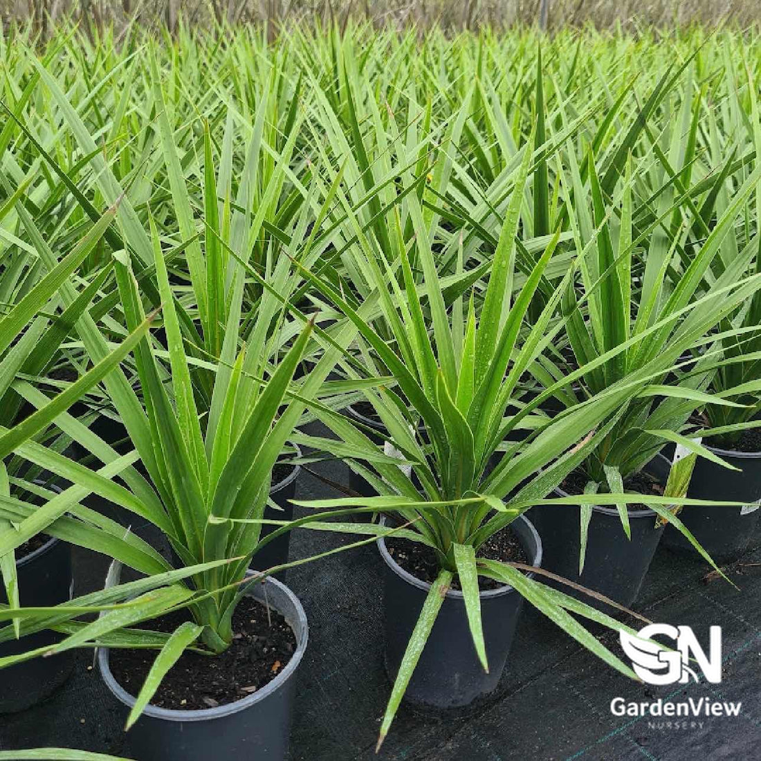 Cordyline_Australis_Peko_-_Garden_View_Nursery