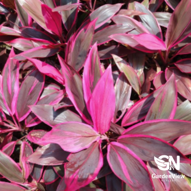 Cordyline Fruticosa Red Sister with vibrant pink and burgundy striped foliage in garden setting