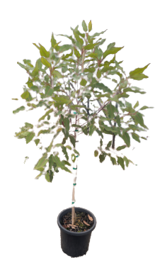 Corymbia Ficifolia Wildfire Grafted