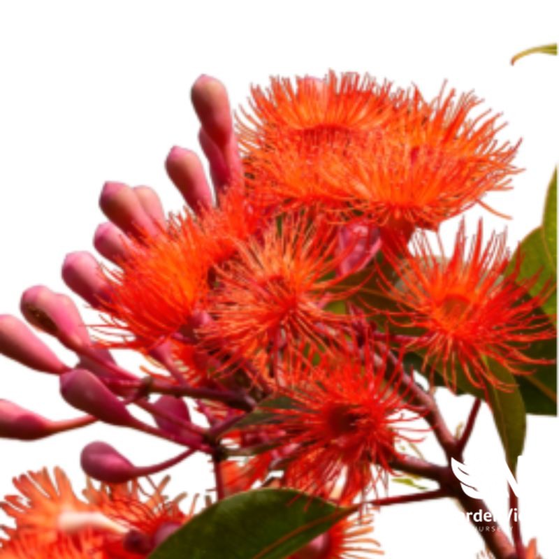 Corymbia Ficifolia Dwarf Orange Grafted with vibrant red-orange flowering gum blossoms