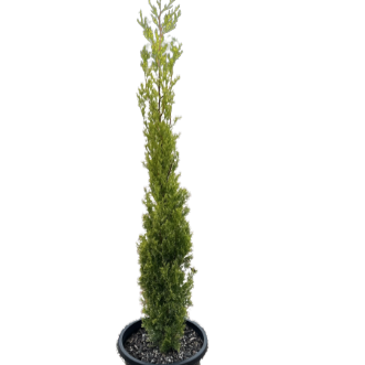 Cupressus Sempervirens 'Swane's Golden'
