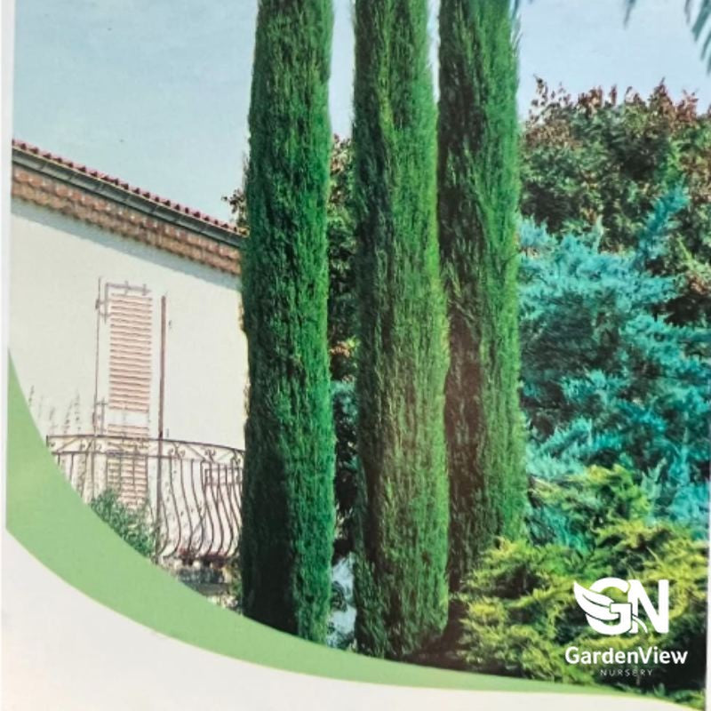 Cupressus Sempervirens 'Stricta' tall green cypress trees growing beside Mediterranean-style house with balcony