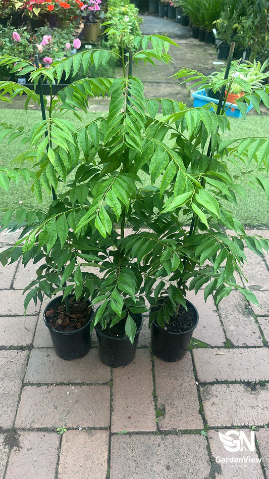Glossy green curry leaf plant with compound leaves in terracotta pot on kitchen windowsill