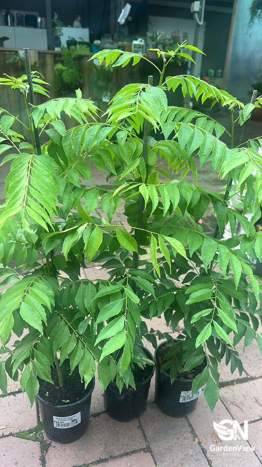 Glossy green curry leaf plant with compound leaves in terracotta pot on kitchen windowsill