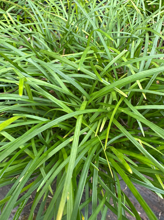 Ophiopogon Japonicus (Green Mondo Grass)
