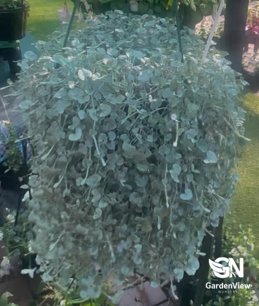 Dichondra Silver Falls