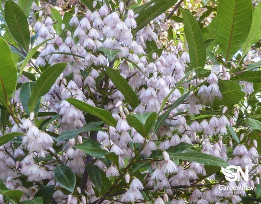 Elaeocarpus Reticulatus (Blueberry Ash)