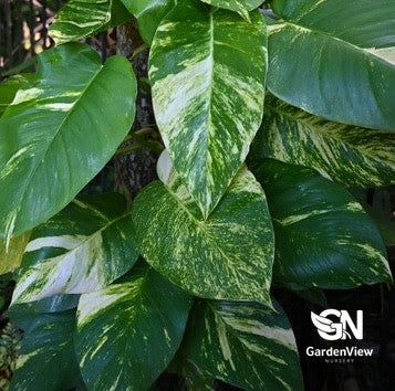 Epipremnum Aureum (Golden Pothos)