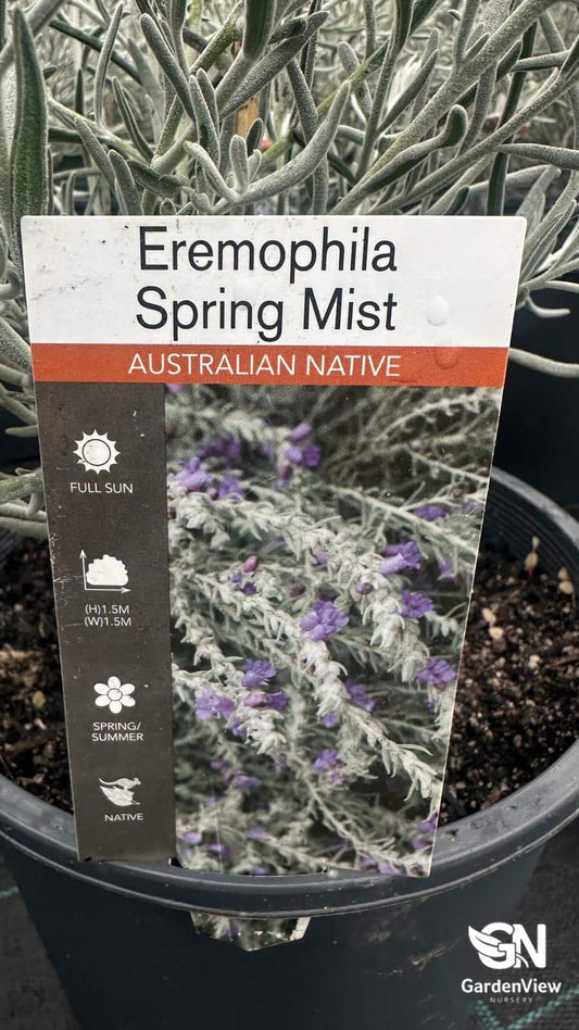 Eremophilla Nivea Spring Mist