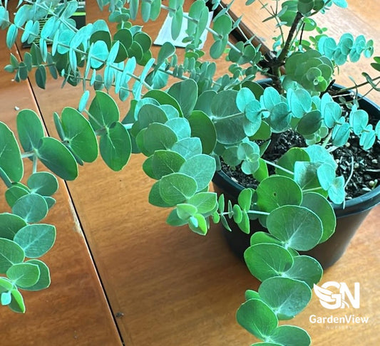 Eucalyptus Pulverulenta (Baby Blue)