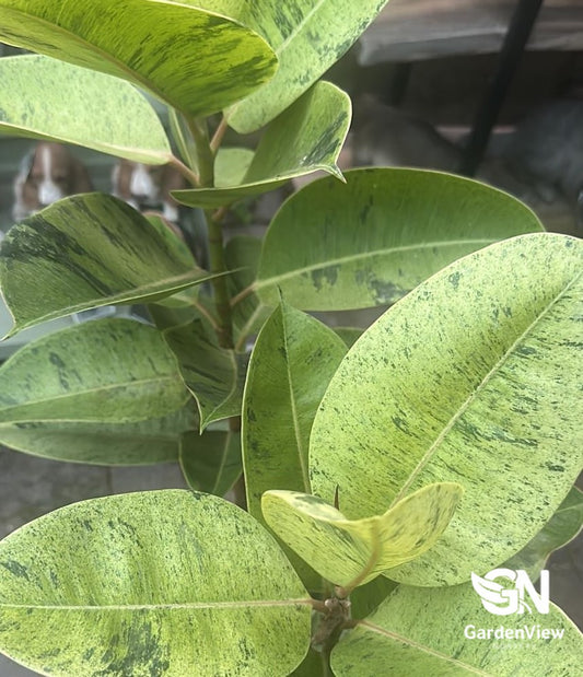Ficus Elastica Shivereana