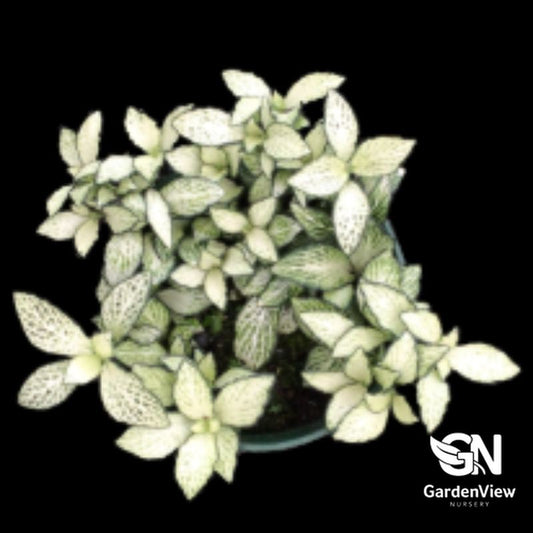 Fittonia plant with white and green variegated leaves in small pot