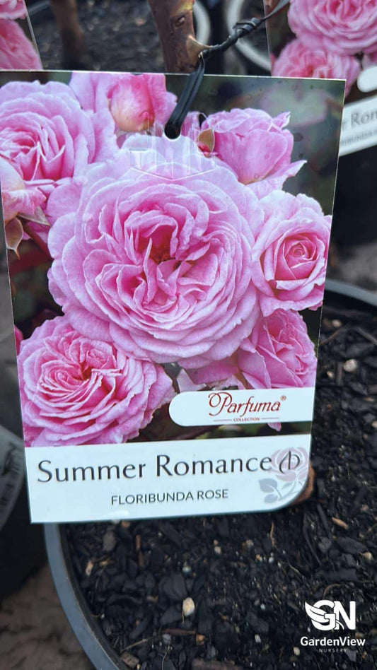 Rose Summer Romance Bush