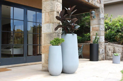 Tall Flute plant with distinctive upright green foliage in a modern white ceramic pot on a bright indoor windowsill