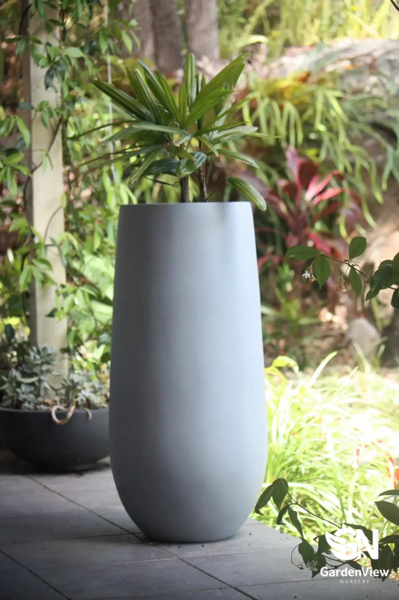 Tall Flute plant with distinctive upright green foliage in a modern white ceramic pot on a bright indoor windowsill