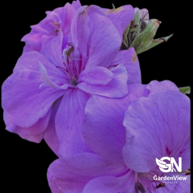 Geranium Ivy with vibrant purple double blooms on black background