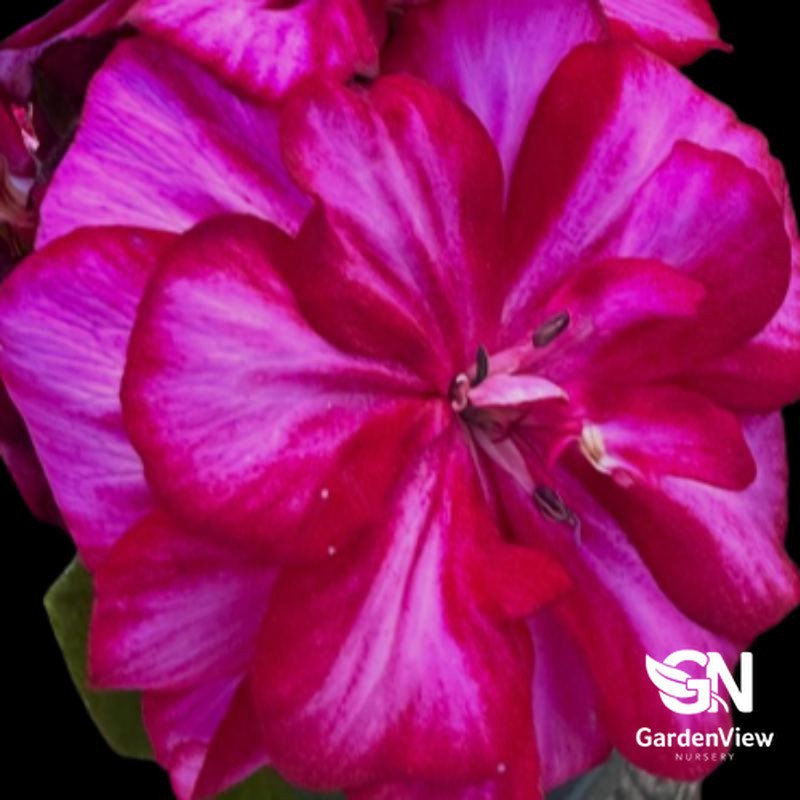 Geranium Ivy with vibrant magenta-pink flowers in full bloom close-up