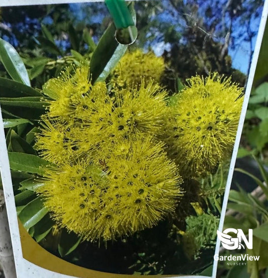 Xanthostemon Chrysanthus (Golden Penda)