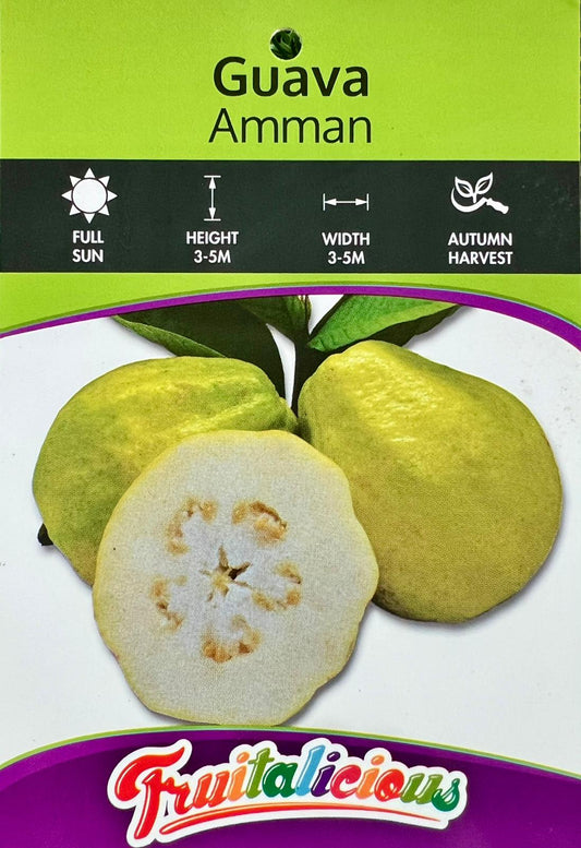 Guava Ammann