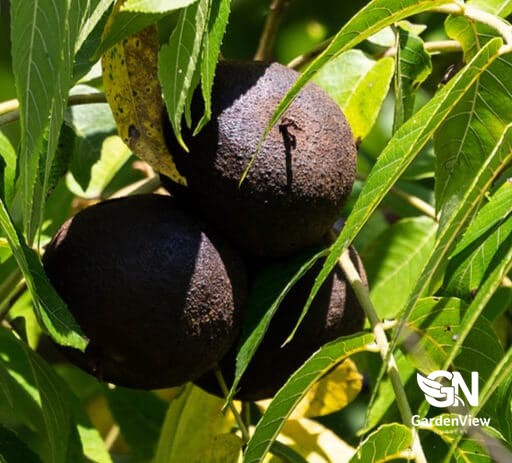 Walnut Juglans Nigra