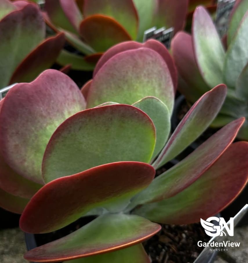 Kalanchoe Flapjacks