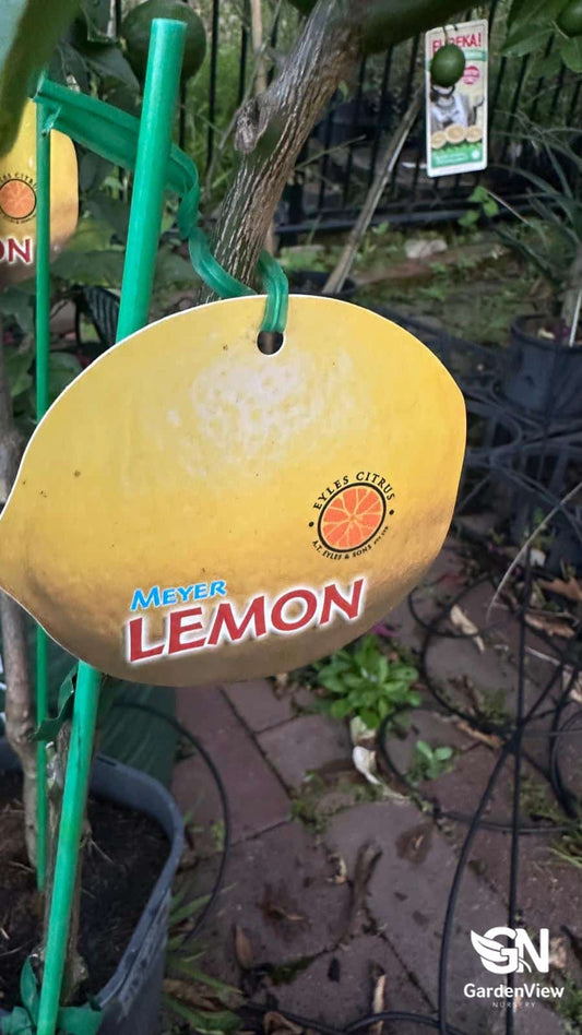 Meyer lemon tree with glossy green leaves, white fragrant flowers, and golden yellow lemons in a terracotta pot
