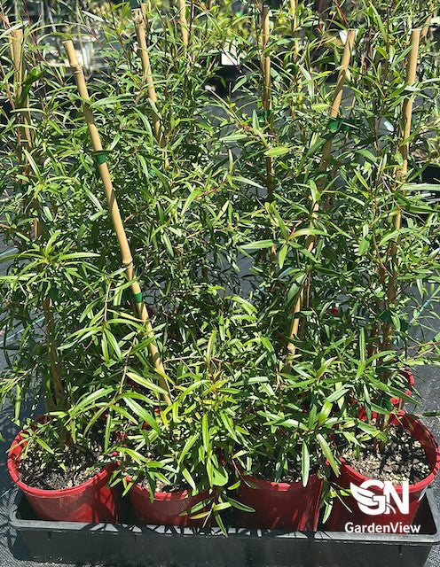 Leptospermum Petersonii (Lemon Scented Tea Tree)