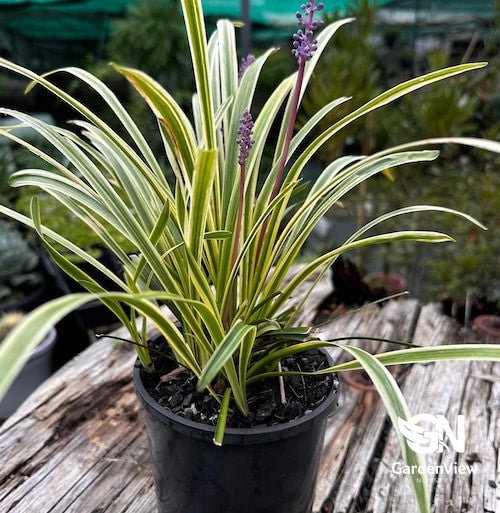 Liriope Muscari Variegata
