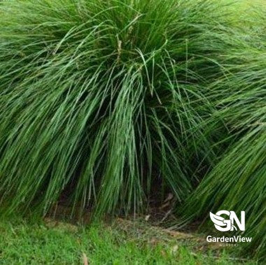 Lomandra Longifolia Verday