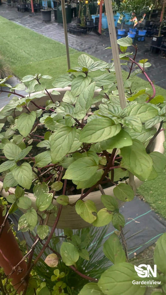 Chocolate mint plant with serrated green leaves in terracotta pot on wooden deck with morning sunlight
