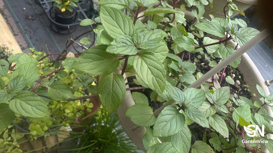 Chocolate mint plant with serrated green leaves in terracotta pot on wooden deck with morning sunlight