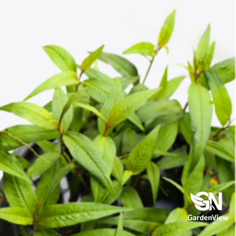 Vietnamese Mint plant with bright green leaves in black nursery pot