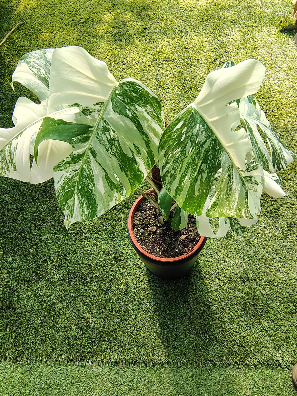 Monstera Borsigiana Variagata (Monstera Albo)