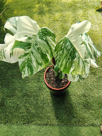 Monstera Borsigiana Variagata (Monstera Albo)