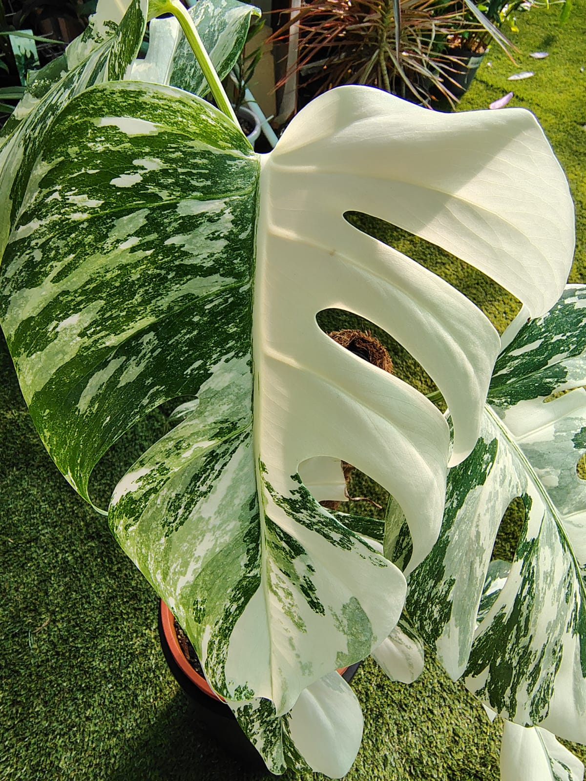 Monstera Borsigiana Variagata (Monstera Albo)